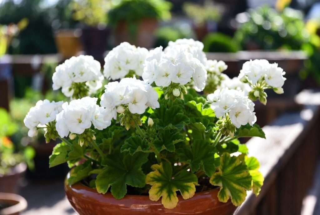 white geranium plants