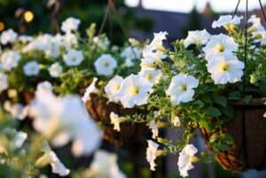 white petunia plants