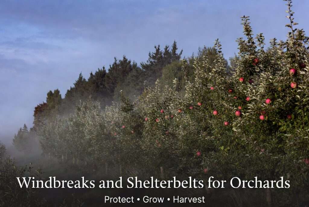 windbreaks and shelterbelts for orchards