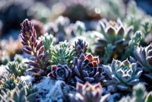 winter care for outdoor succulents