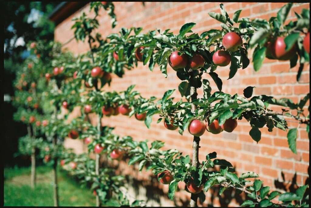 wiring and tying branches for espalier