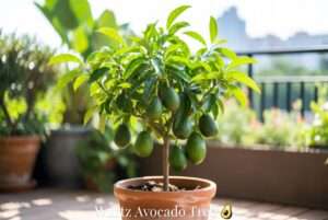 wurtz avocado tree