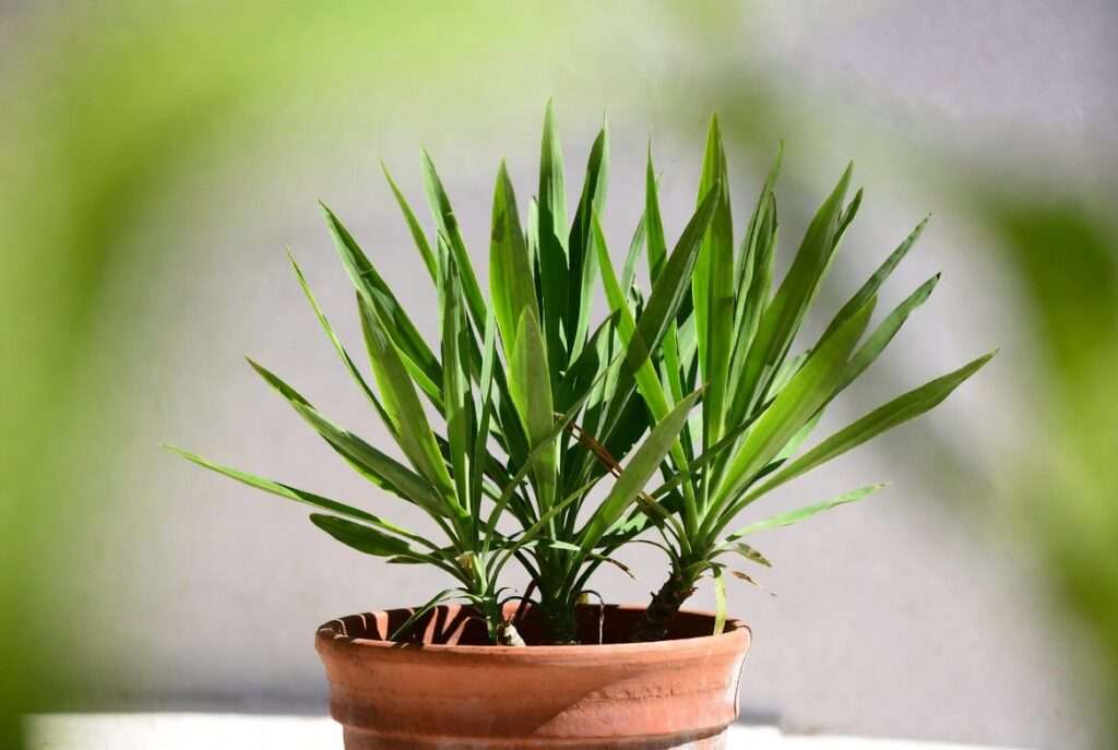 yucca container plant