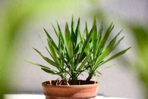 yucca container plant