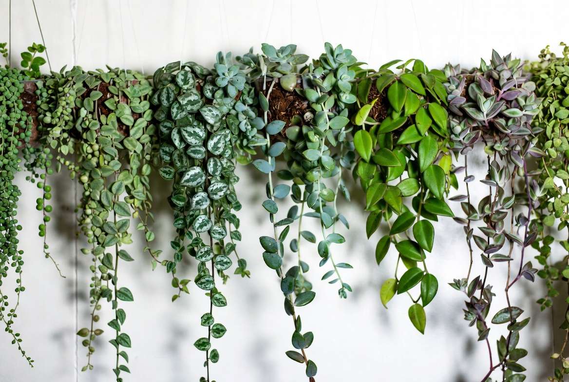 Best trailing succulent plants collection including String of Pearls, String of Hearts and Burro’s Tail