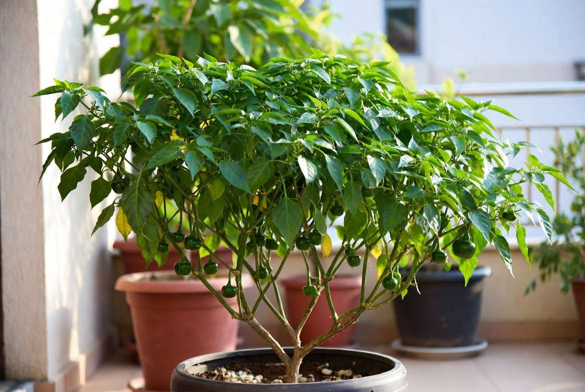Advanced topping techniques creating dense bushy growth in potted pepper plan