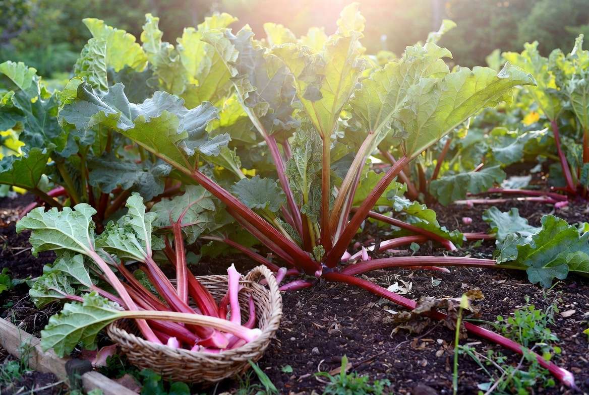 Abundant productive Victoria Rhubarb harvest in garden