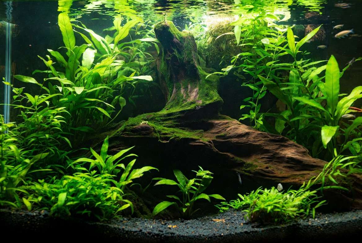 Advanced jungle style aquascape using fast growing aquarium plants and Java Moss