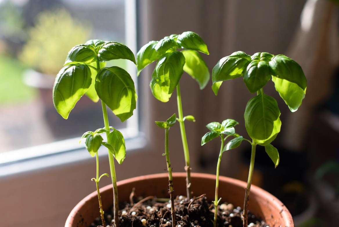 Healthy bushy growth two weeks after topping pot plants