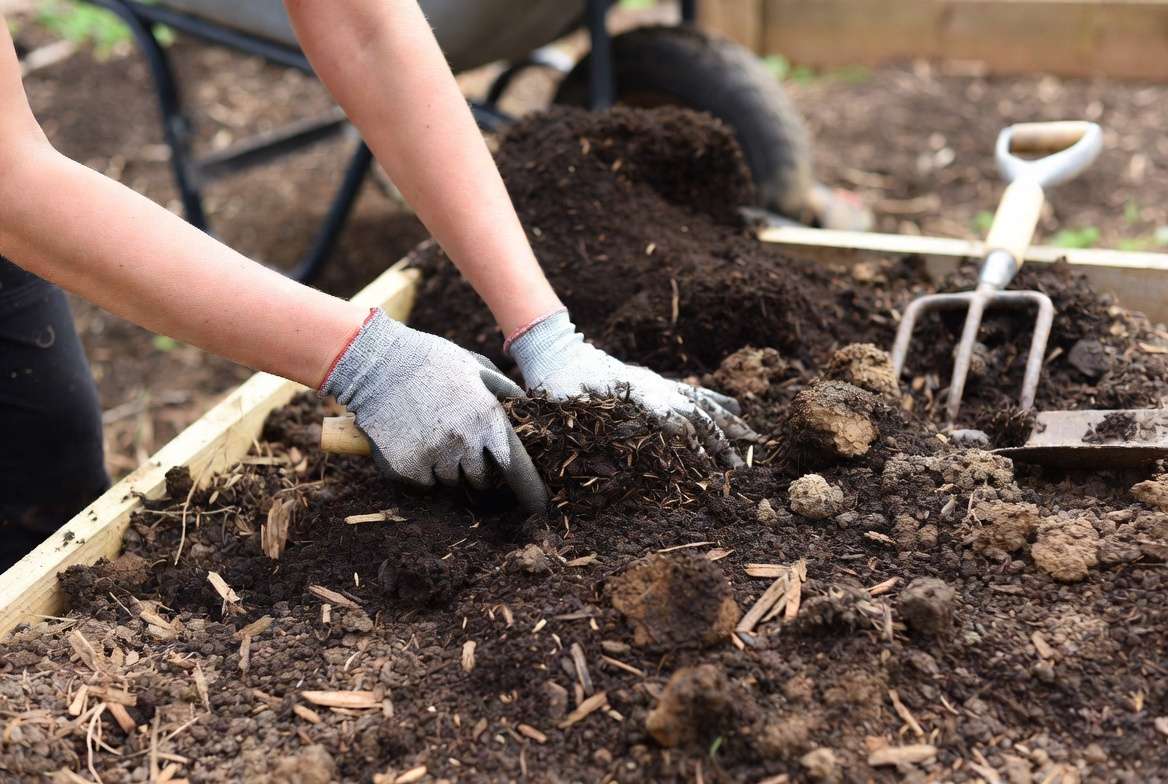 Preparing rich organic soil with compost for growing Juliet tomato plants