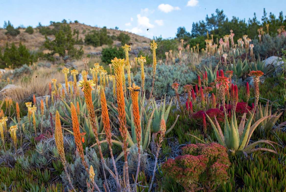 Environmental benefits of drought tolerant succulents garden with pollinators