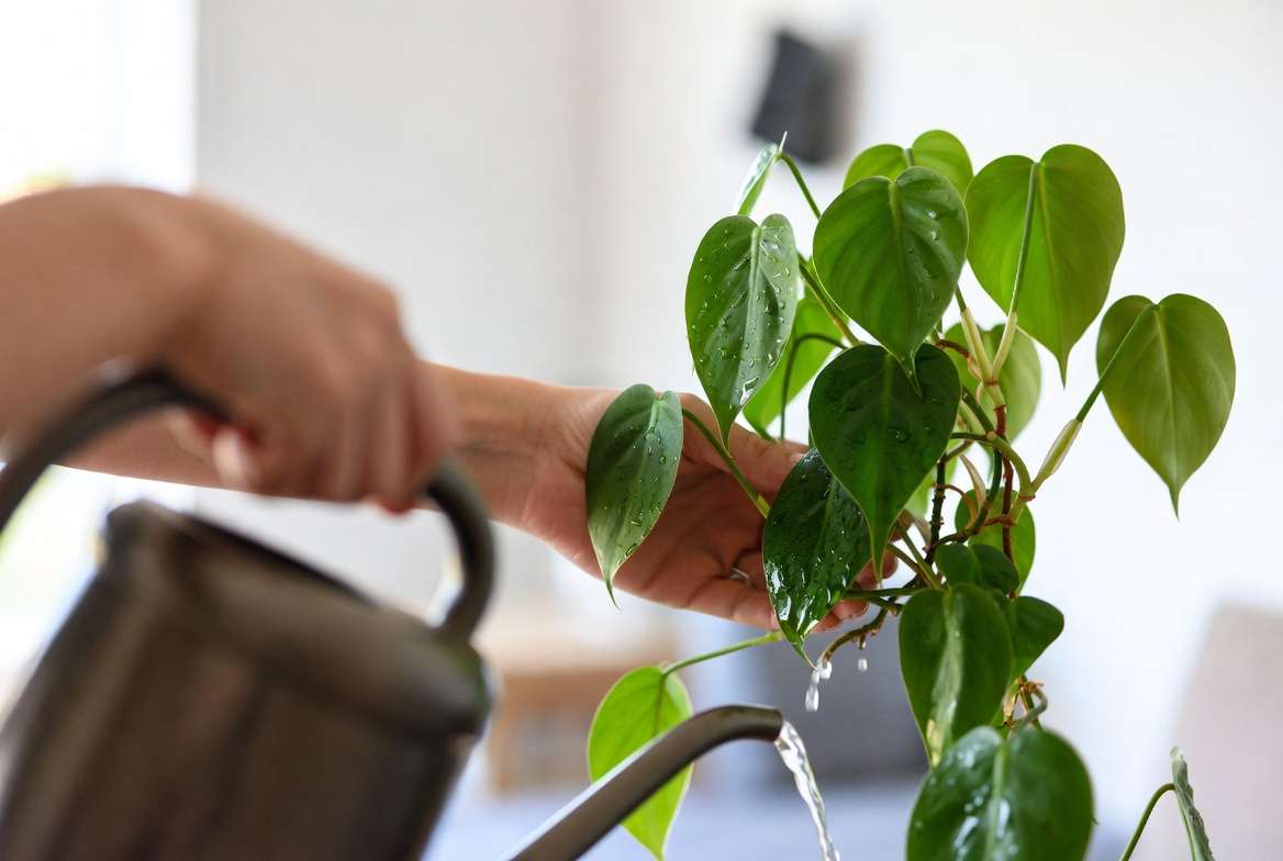 Proper watering technique for green plant with heart shaped leaves