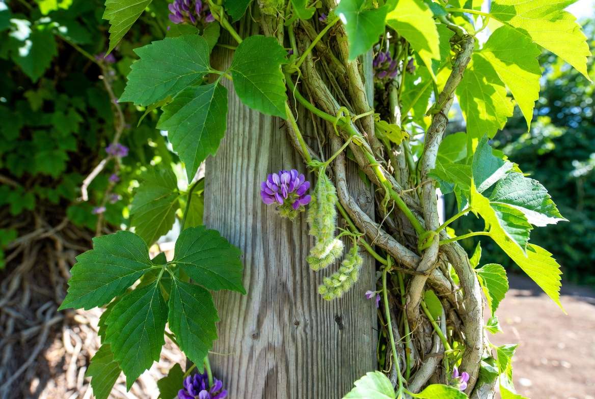 Mature kudzu plant showing trifoliate leaves, purple flowers, and seed pods on climbing vine