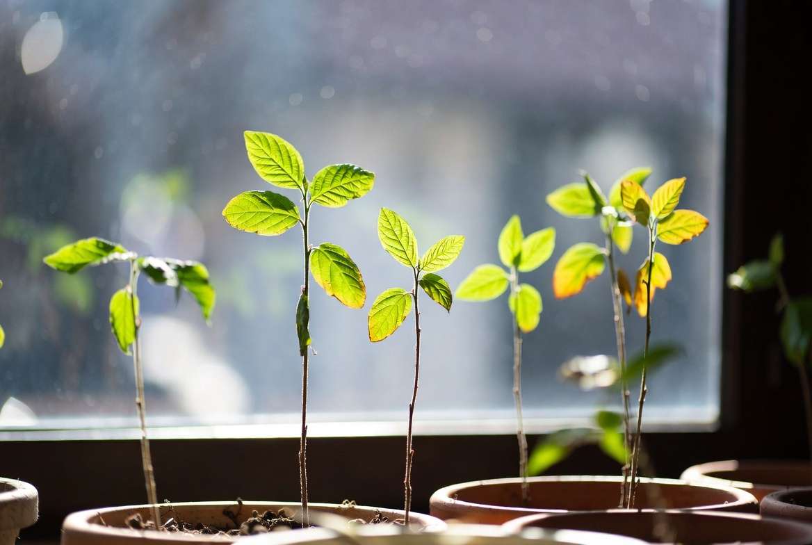 Healthy young persimmon seedlings growing indoors under good light