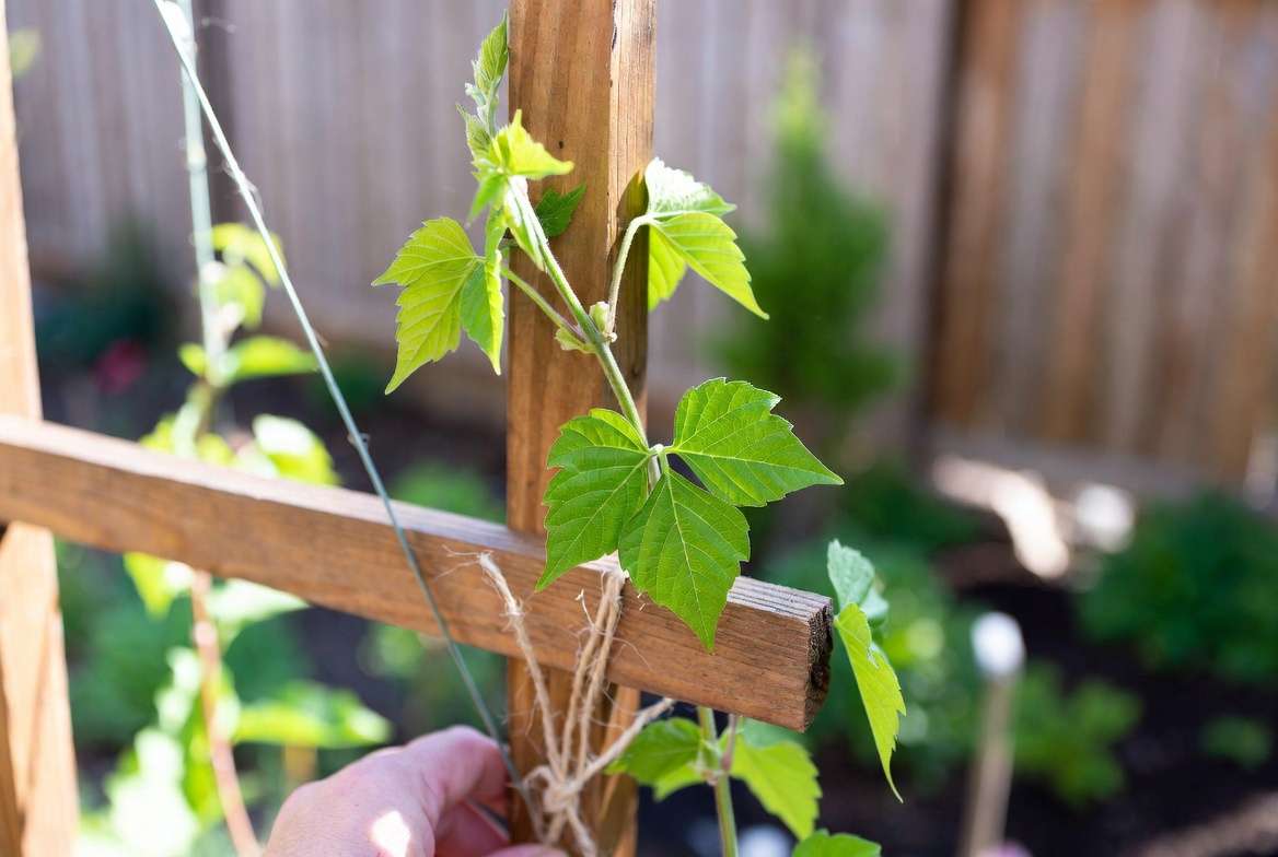 Young kudzu seedling being trained on a trellis for proper support