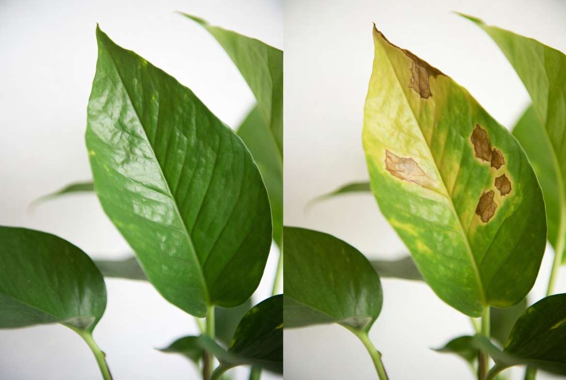 Healthy Pothos leaves compared to yellowing and damaged leaves