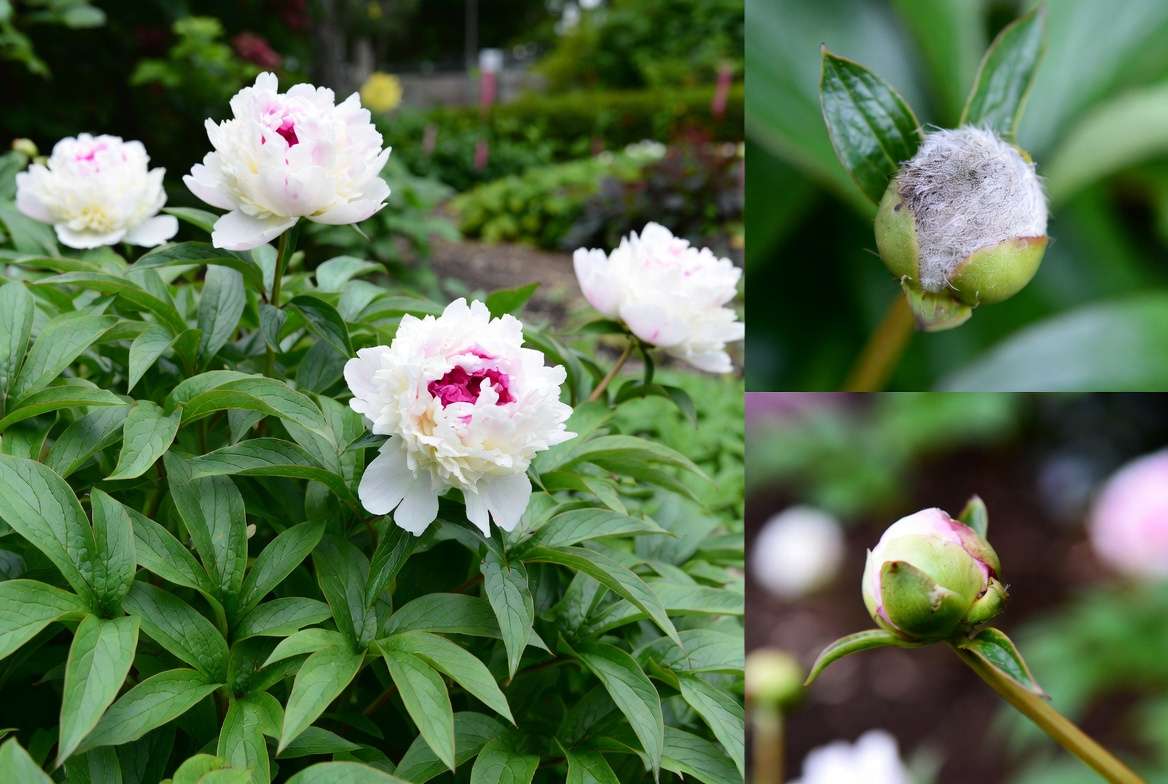 Common peony problems and healthy Bowl of Beauty peony plant comparison