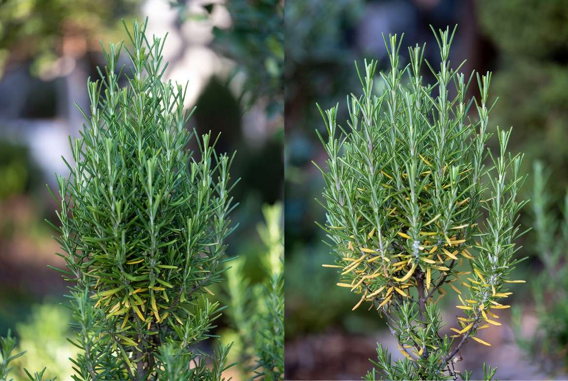 Healthy vs unhealthy BBQ rosemary plant showing common problems like yellow leaves