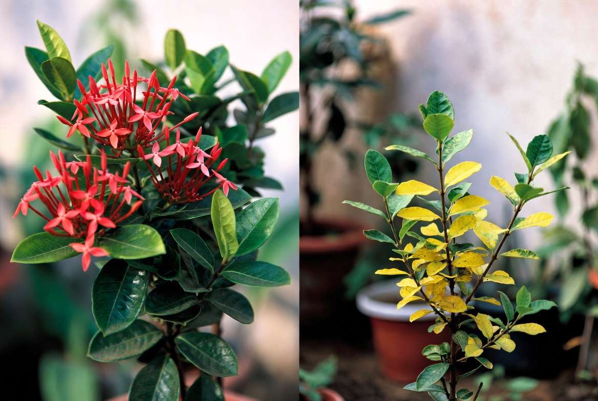 Healthy vs yellowing Maui Red Ixora leaves comparison