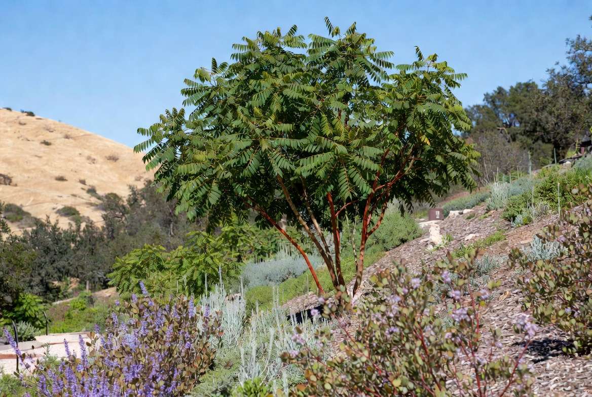 Companion Plants and Landscaping Ideas