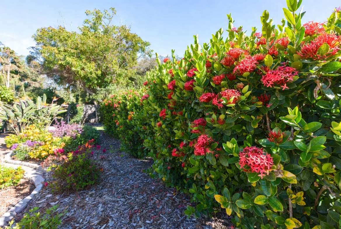 Creative Landscaping Ideas with Maui Red Ixora
