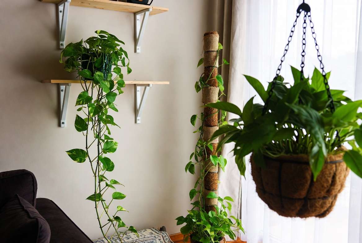 Creative ways to style and display Pothos plants in modern home interiors