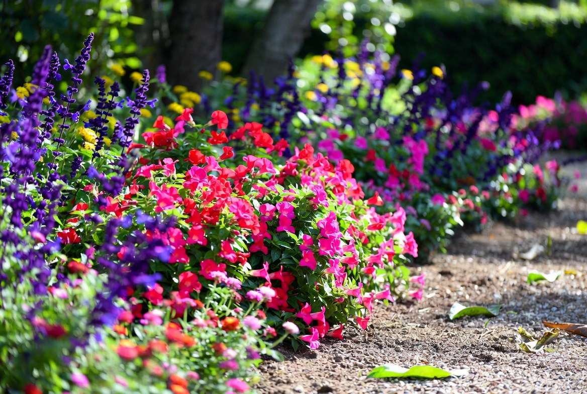 Beautiful garden design using bat faced cuphea plants in border planting