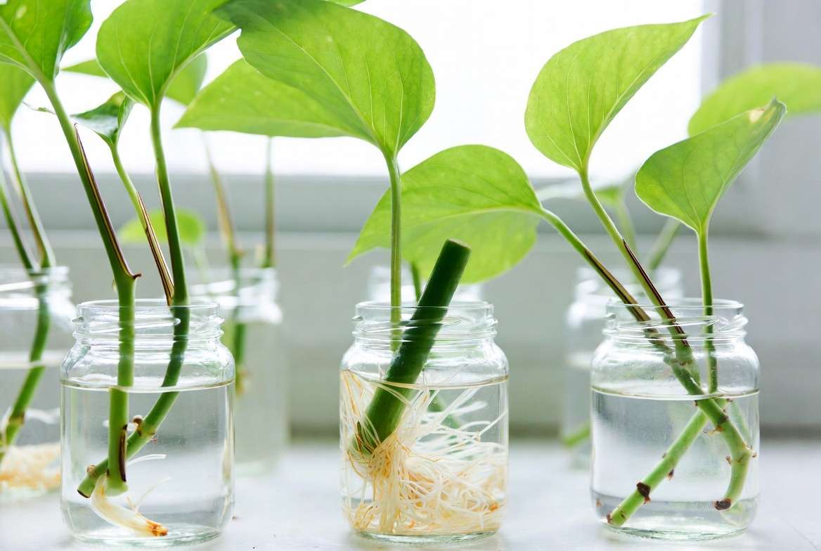 Pothos plant propagation in water showing healthy root development
