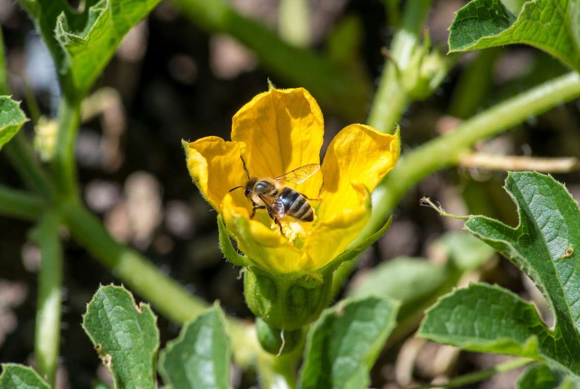 Bee pollinating Crimson Sweet watermelon flower in garden