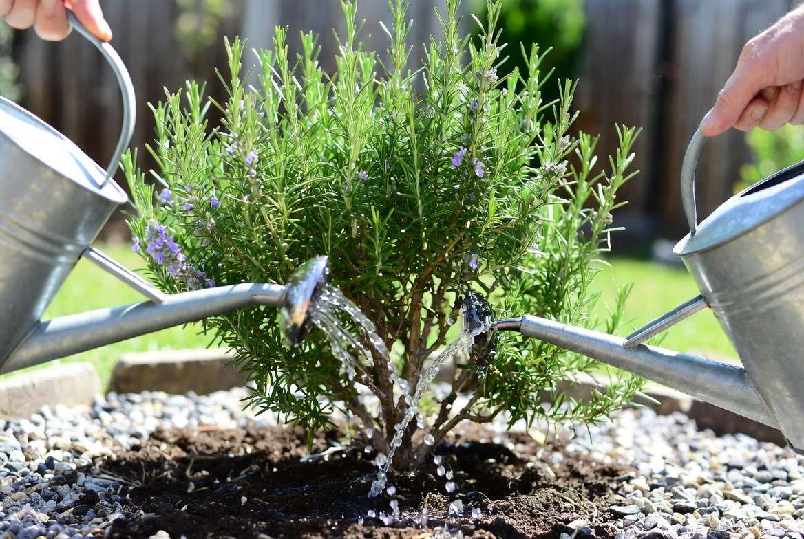 Proper watering and care for thriving BBQ rosemary plant in garden