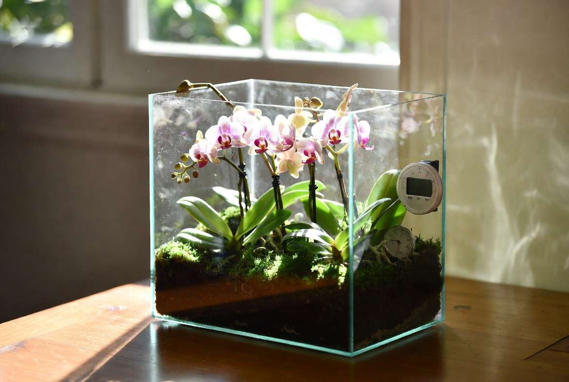 Healthy orchid terrarium with proper humidity and light conditions