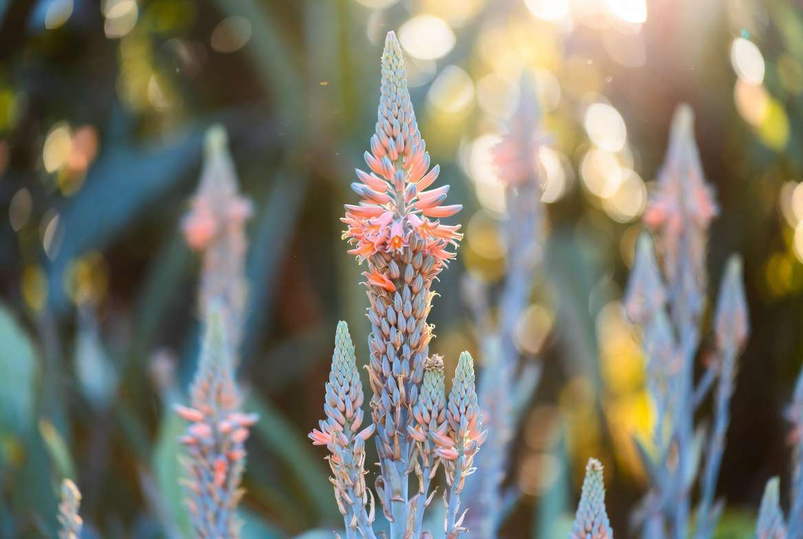 Blooming Blue Elf Aloe plant with coral orange flowers
