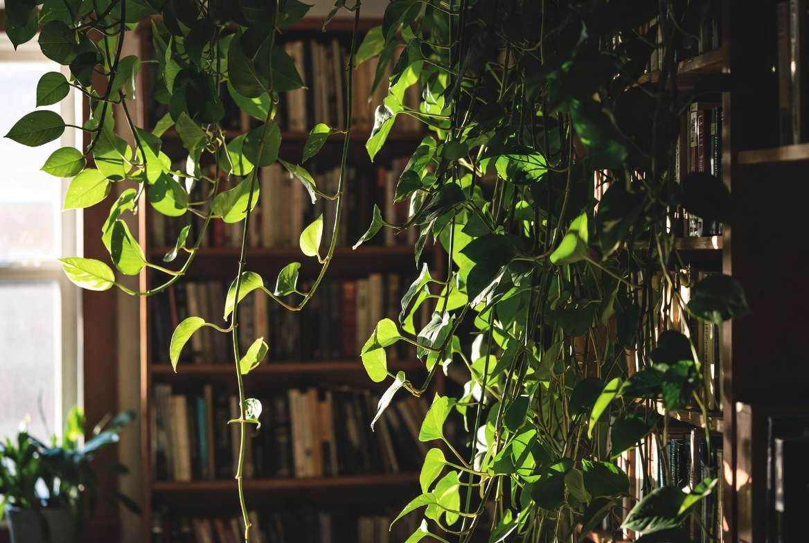 Lush mature Pothos plant thriving in a beautiful home setting