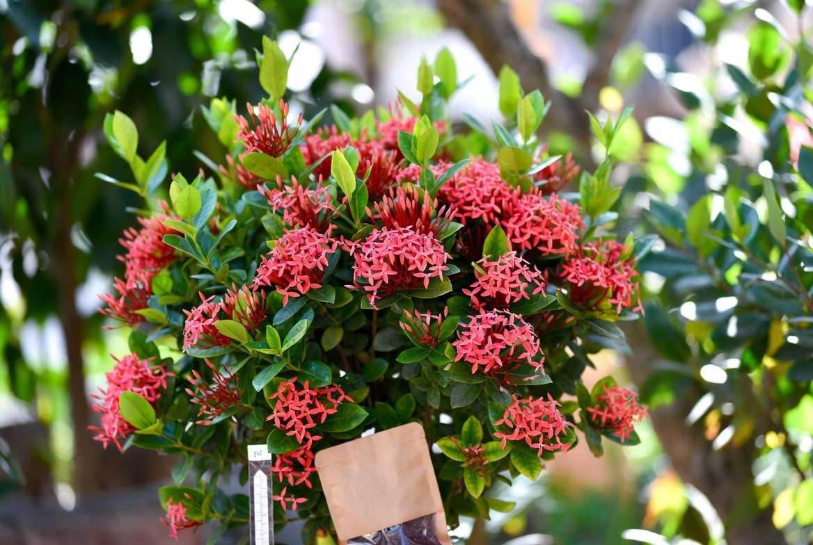 Healthy blooming Maui Red Ixora after proper fertilization