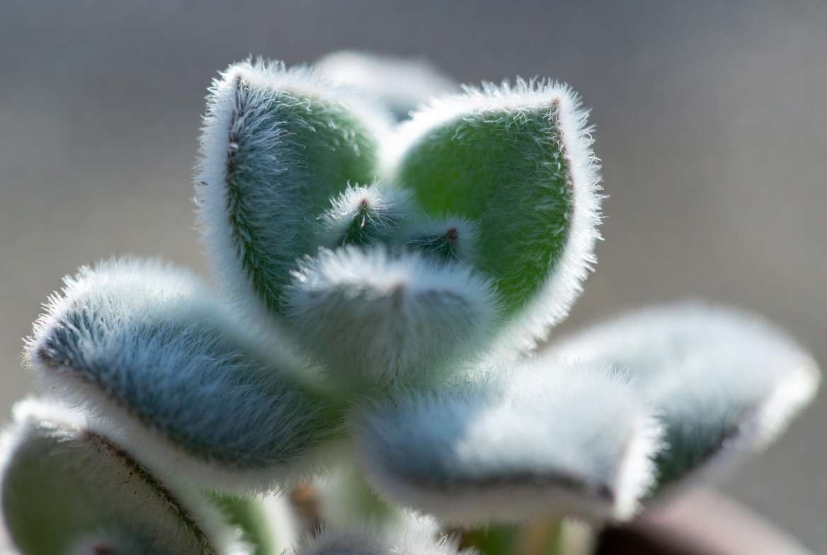 Healthy fuzzy succulent plant close-up showing detailed velvety leaf textur