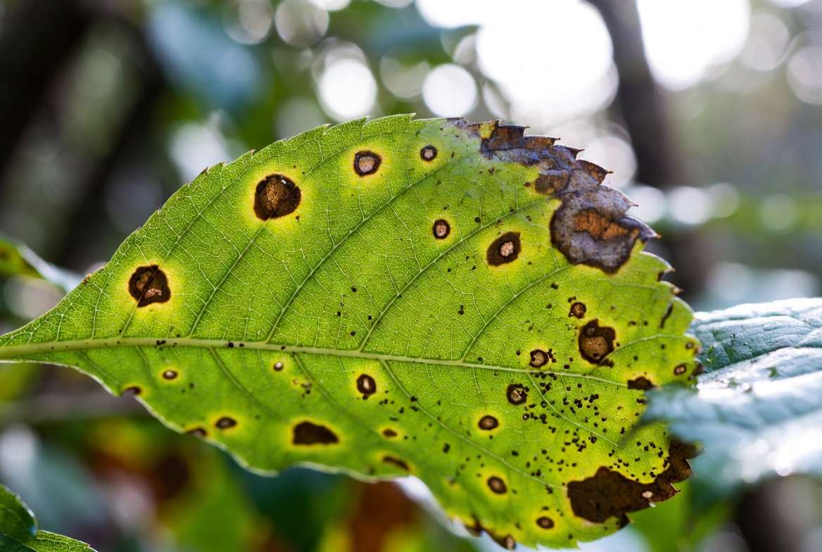 Fungal leaf spot disease showing brown patches on plant leaf
