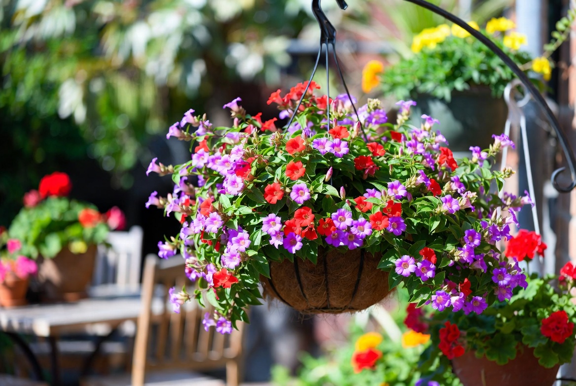 Bat faced cuphea plant growing beautifully in a hanging basket on patio