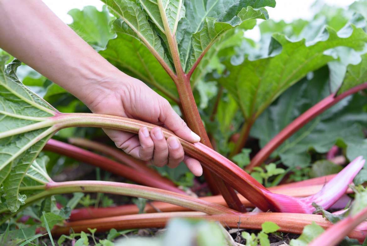 Harvesting Victoria Rhubarb stalks by twisting and pulling