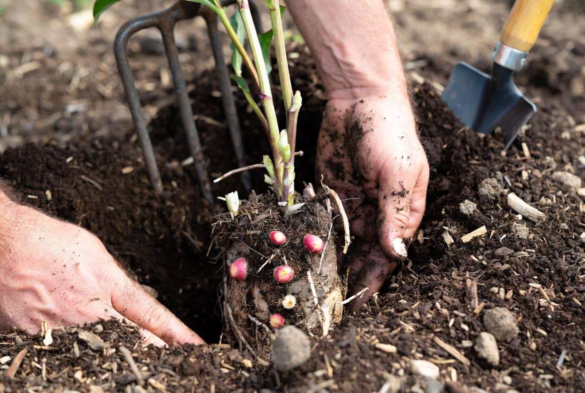 Correct planting depth demonstration for Bowl of Beauty peony roots