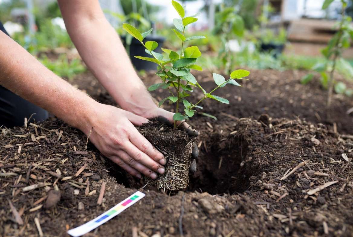 Planting a young Legacy blueberry bush in garden soil