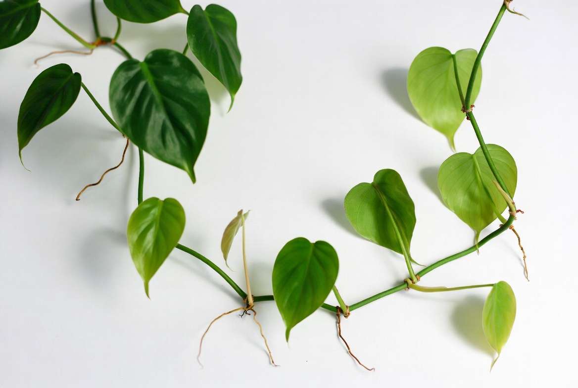Close-up of healthy green plant with heart shaped leaves showing classic philodendron characteristics