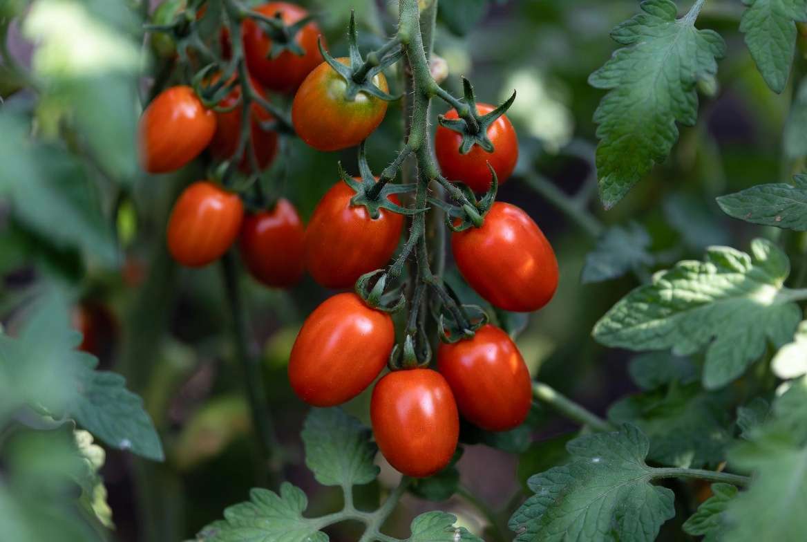 Close-up of ripe Juliet tomato clusters on the vine showing their unique elongated shape and vibrant color
