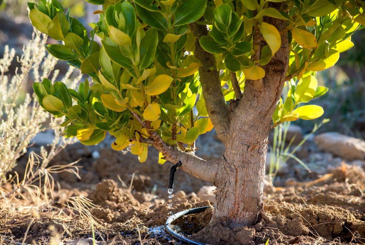 Deep watering of established Laurel Sumac plant in dry garden