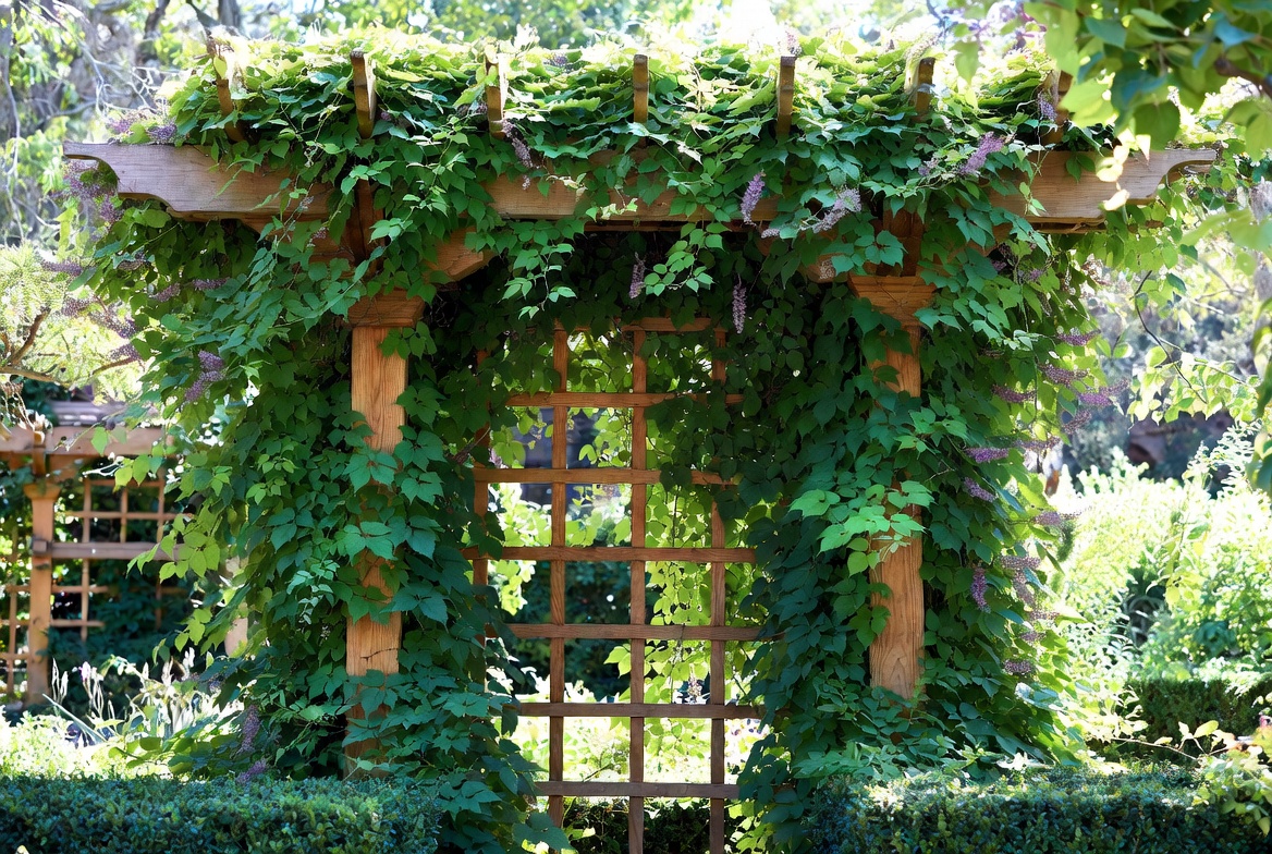 Mature kudzu vine properly maintained on a garden arbo