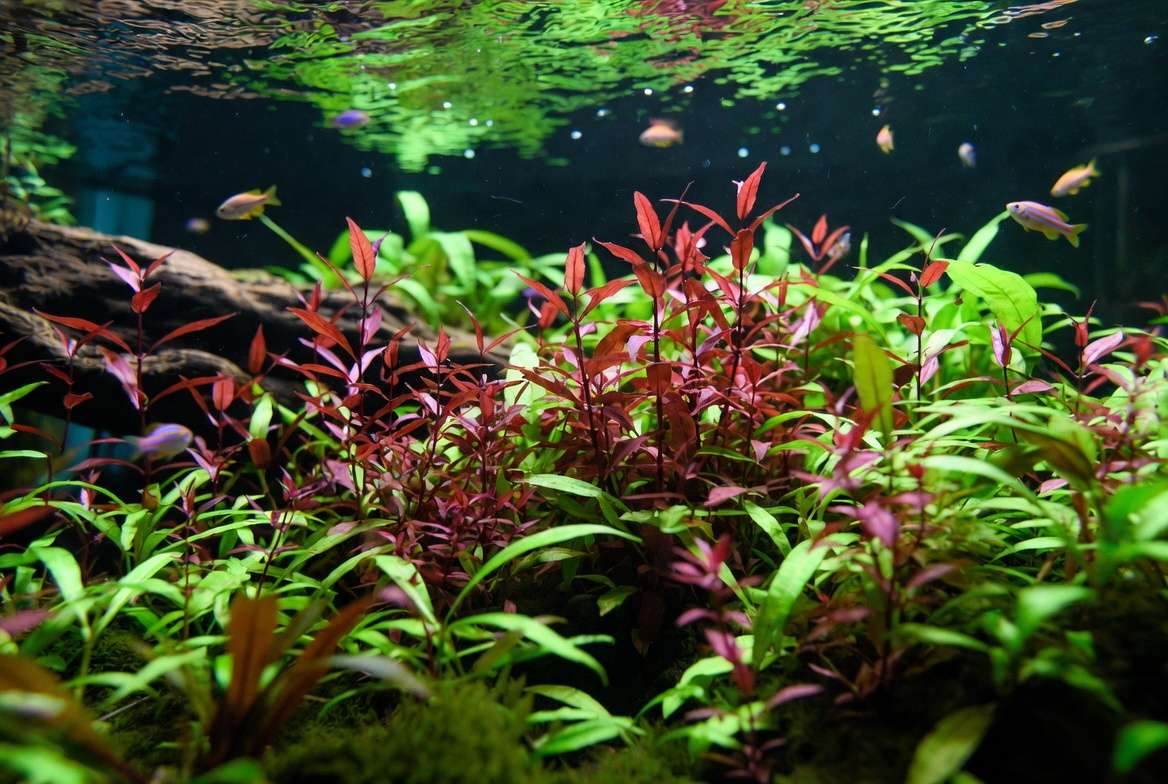 Colorful Ludwigia Repens and Hygrophila fast growing aquarium plants creating stunning red-green contrast