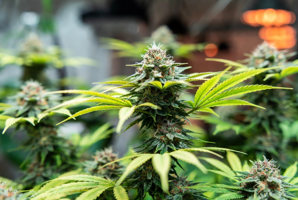 High-yield mature cannabis plant with dense frosty buds