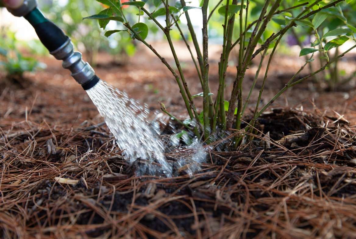 roper mulching and watering technique for Biloxi blueberry plan