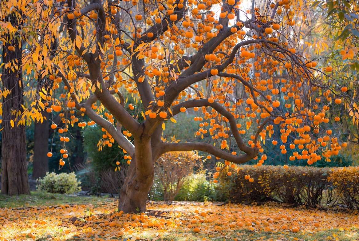 Mature persimmon tree loaded with ripe orange fruits ready for harvest
