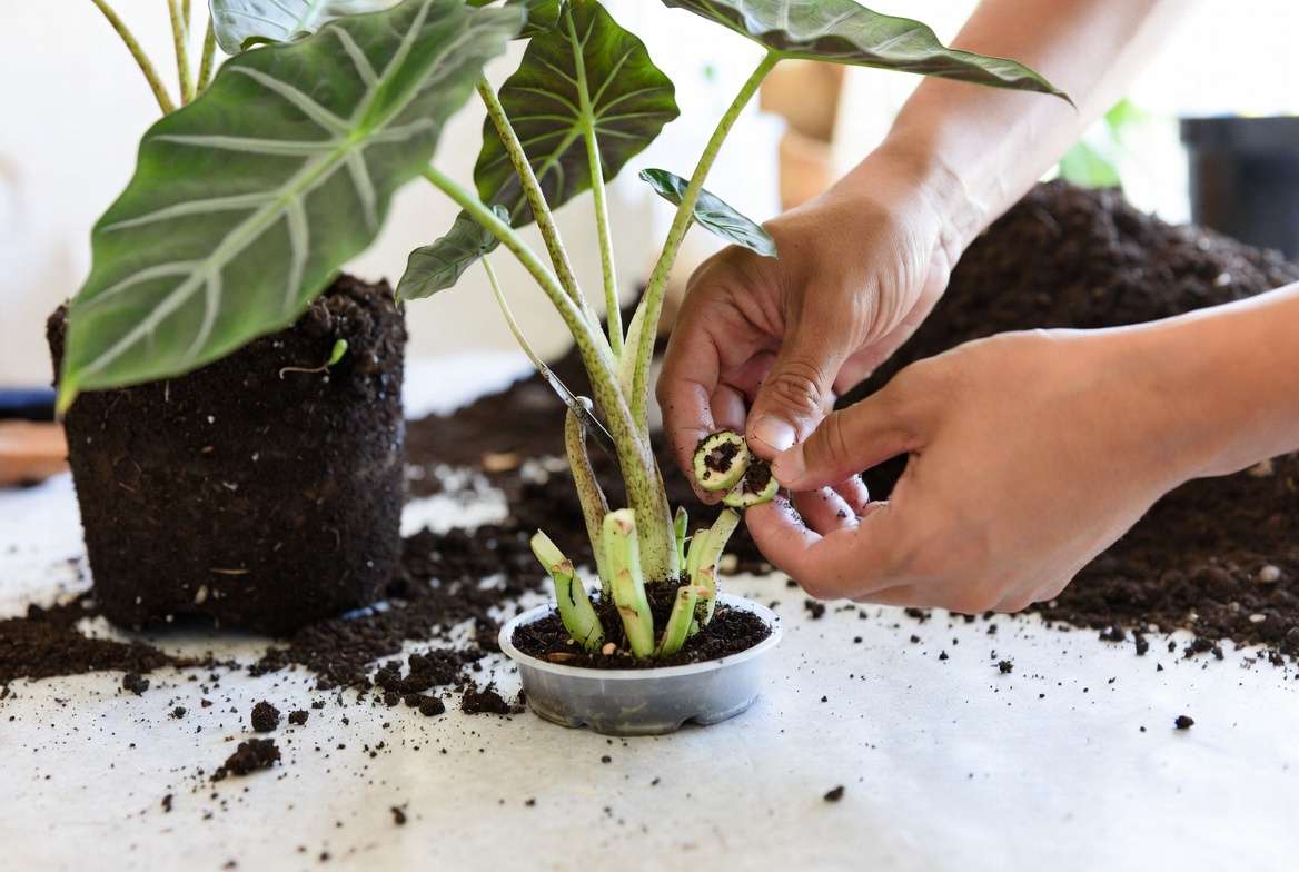 How to propagate and repot Tiny Dancer Alocasia by division