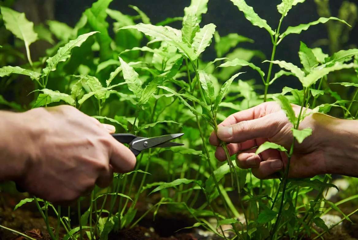 Pruning and propagating fast growing aquarium plants for healthy tank maintenance
